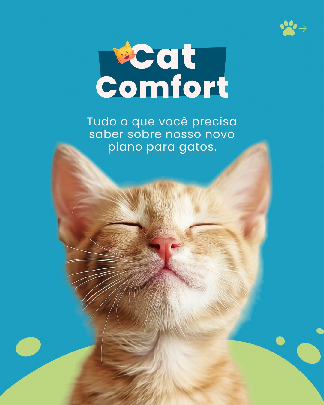 Com o Cat Comfort, seu gatinho tem sempre o melhor cuidado! 🐱💙
