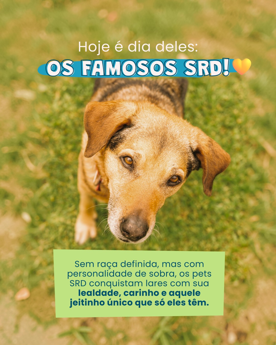 Cada manchinha, formato de orelha e traço de comportamento conta uma história única. 🐶🐱