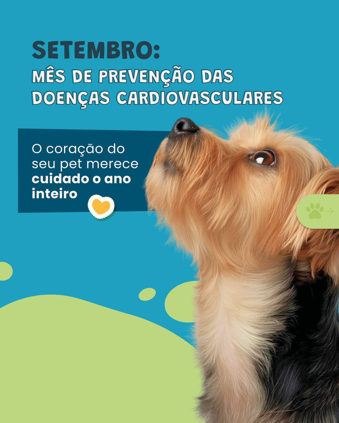 Seu pet late menos, dorme mais e cansa rápido na hora do passeio?