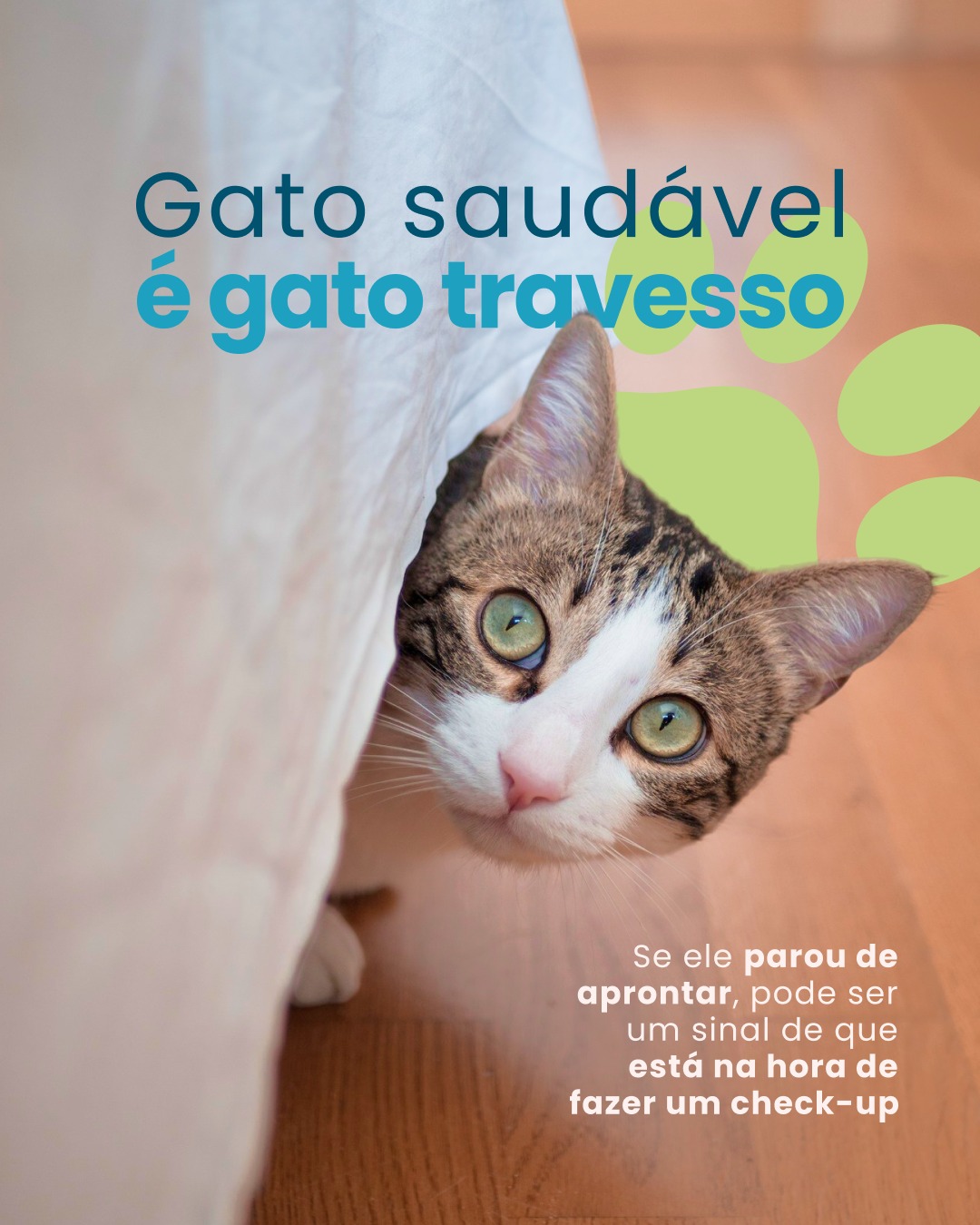 Seu gatinho não parava quieto e, de repente, perdeu toda essa energia? 👀🐈