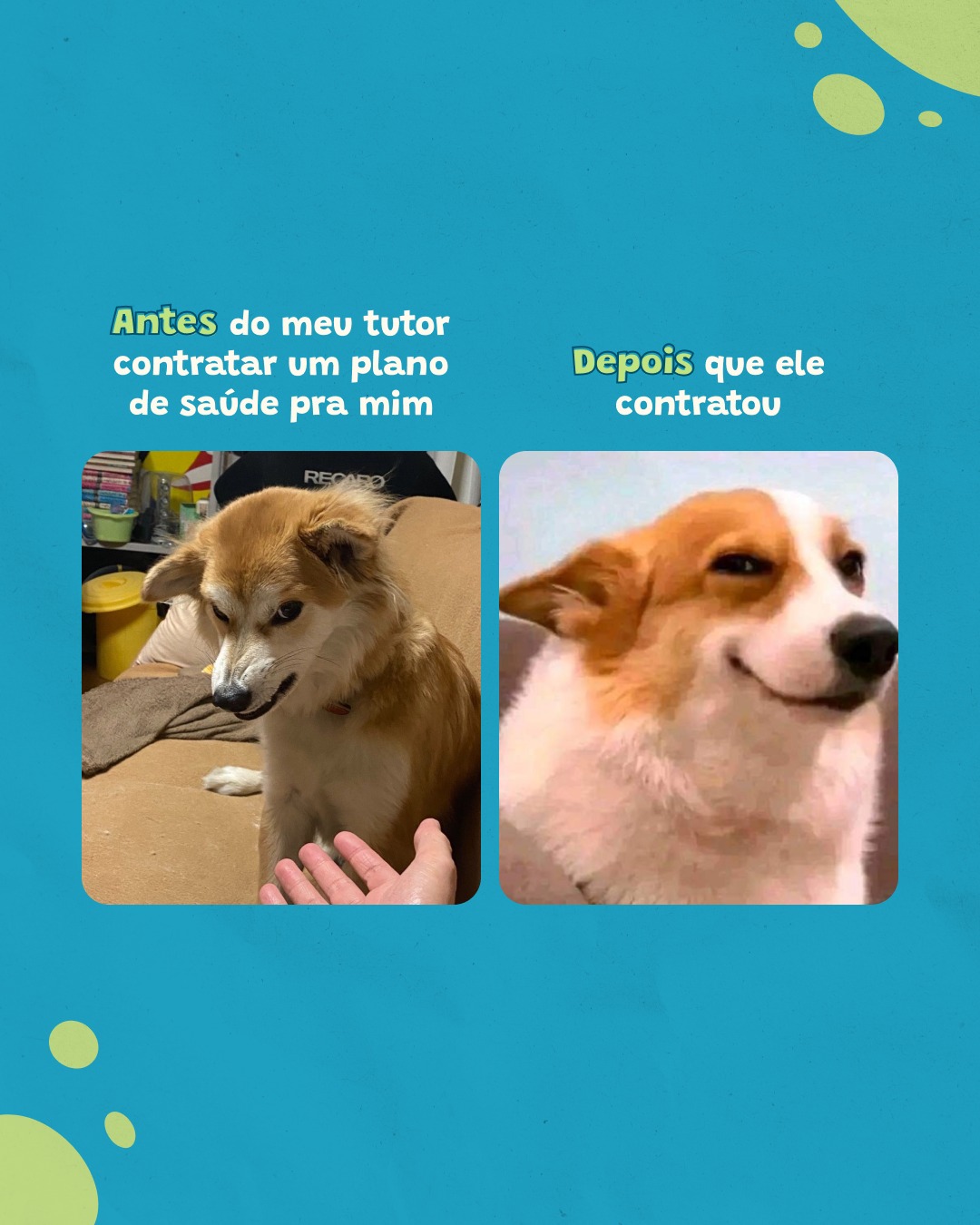 Na Plamev é assim: pet feliz é pet com plano de saúde em dia! 💙🐾