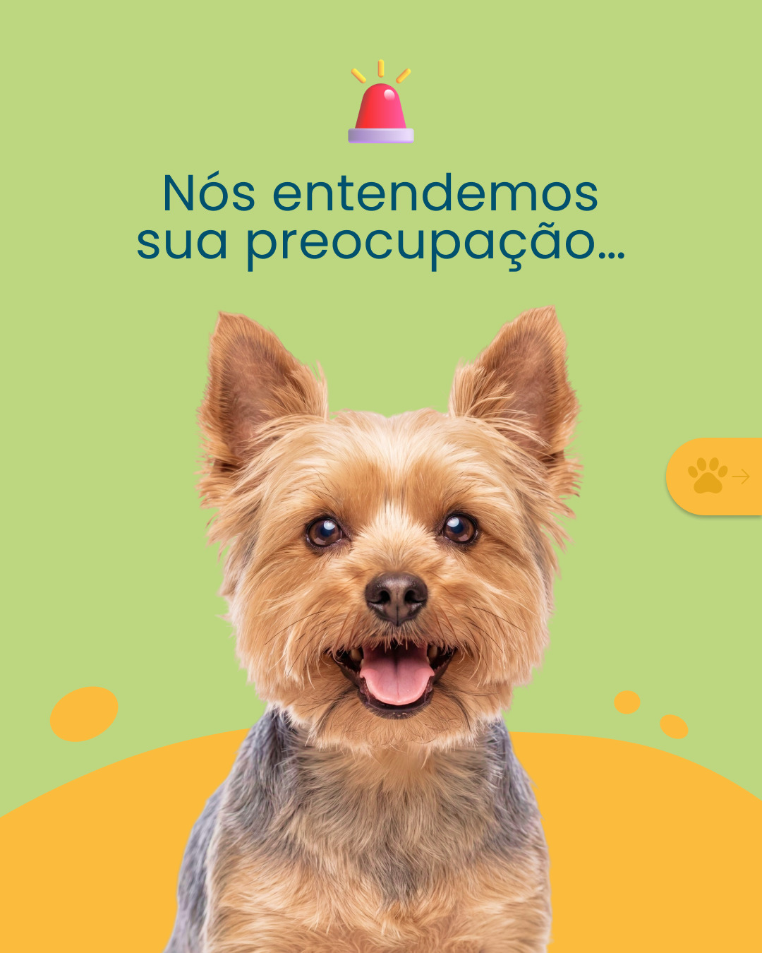 A vida de tutor é cheia de alegrias, mas também inclui preocupações inevitáveis… 🐶🐱