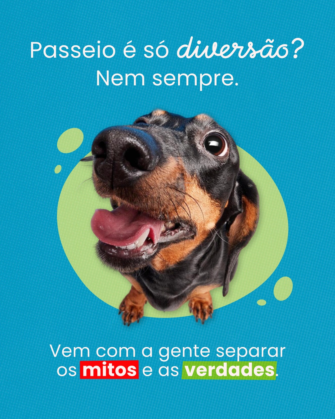 Quem se preocupa com o bem-estar dos pets sempre quer garantir o melhor para eles, não é?