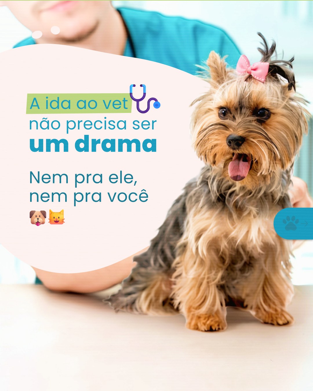 Levar o pet no veterinário nem sempre é uma tarefa muito tranquila.